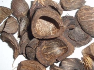 Japan Increases Biomass Imports from Indonesia: Development Opportunity for Renewable Energy