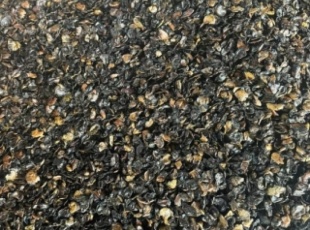 Cashew Shell Prices Increase Sharply: The Fuel Challenge for Businesses Using Cashew Shells for Boiler Firing