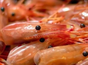 Reducing Emissions in the Shrimp Processing Industry: A Step Towards Sustainable Production