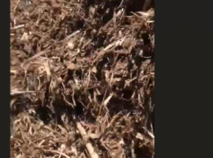 Cajeput Bark – A Biomass Fuel Solution from Phong Thai Thuan