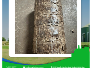 Sawdust Briquettes – An Efficient Biomass Fuel Solution from Phong Thai Thuan