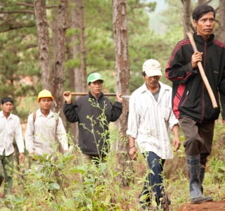 Chính Sách Và Quản Lý Rừng Việt Nam – Hướng Đi Bền Vững Cho Tương Lai