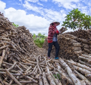 Động Lực Phát Triển Năng Lượng Sinh Khối Ở Việt Nam