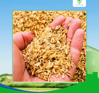 Cung cấp trấu số lượng giá tốt tại Long An