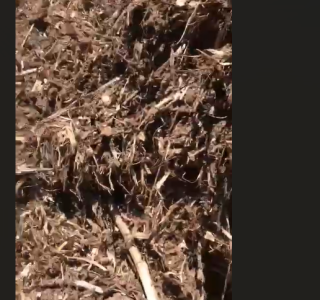 Vỏ Tràm – Giải Pháp Nhiên Liệu Sinh Khối Từ Phong Thái Thuận