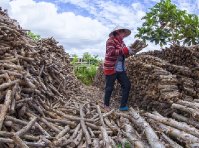 Động Lực Phát Triển Năng Lượng Sinh Khối Ở Việt Nam